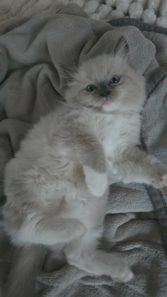 Kittens 