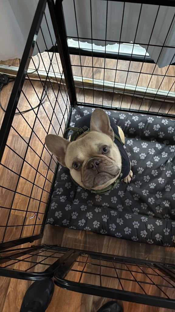2 year old frenchie for rehoming 