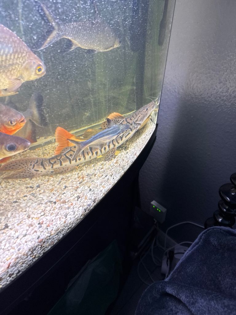 Tropical fish for sale 