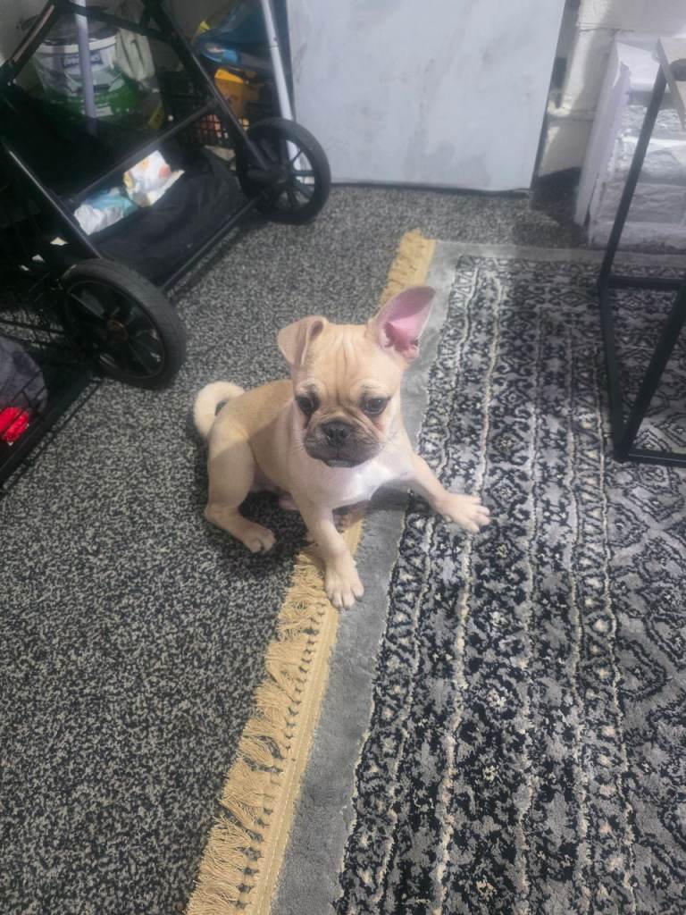 Frug for sale
