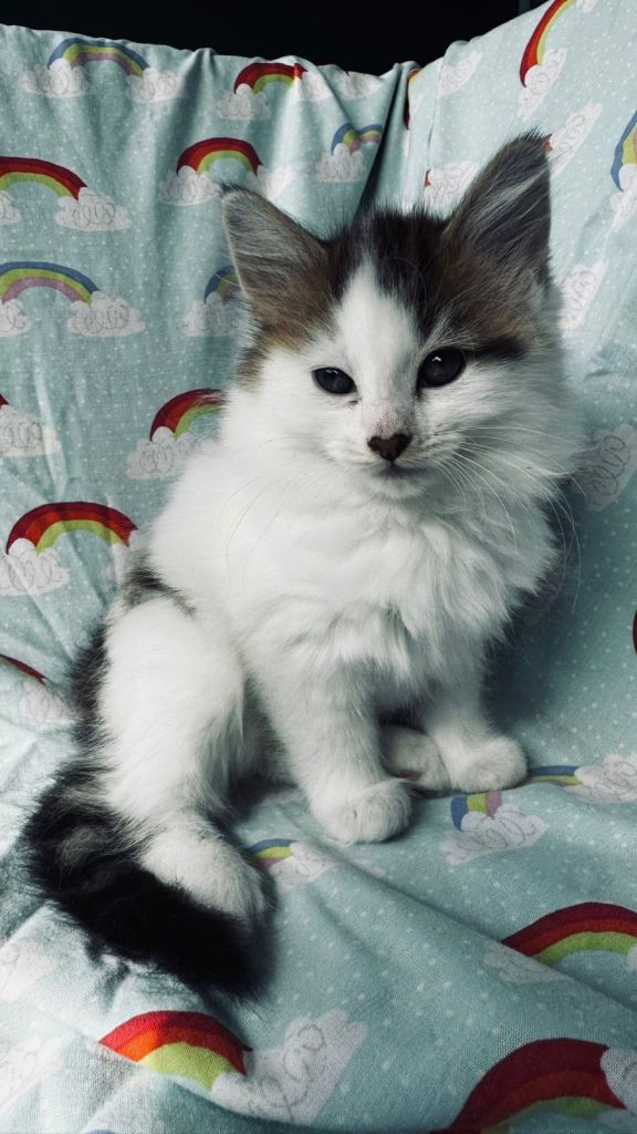 Kittens 🐈‍⬛ 🐾 Female 