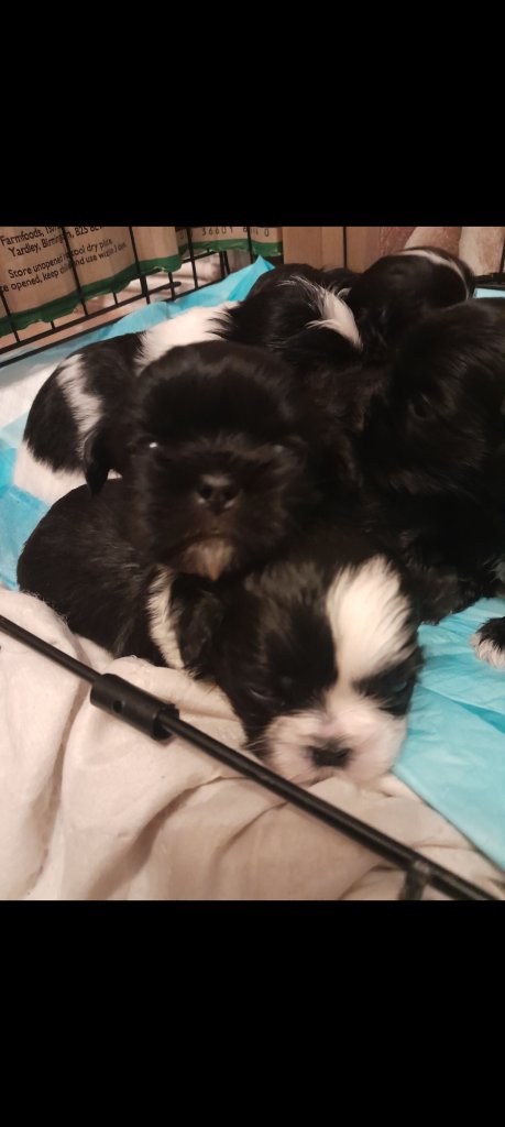 Shih Tzu puppies