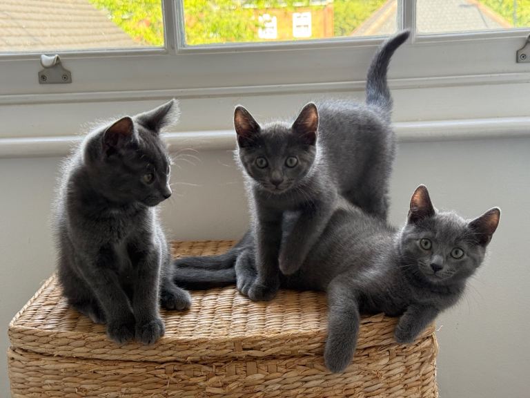 Beautiful Russian Blue Kittens | Friendly, Playful & Ready Now