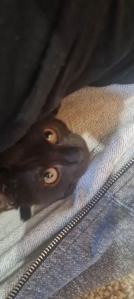 several cats/kittens looking for new homes