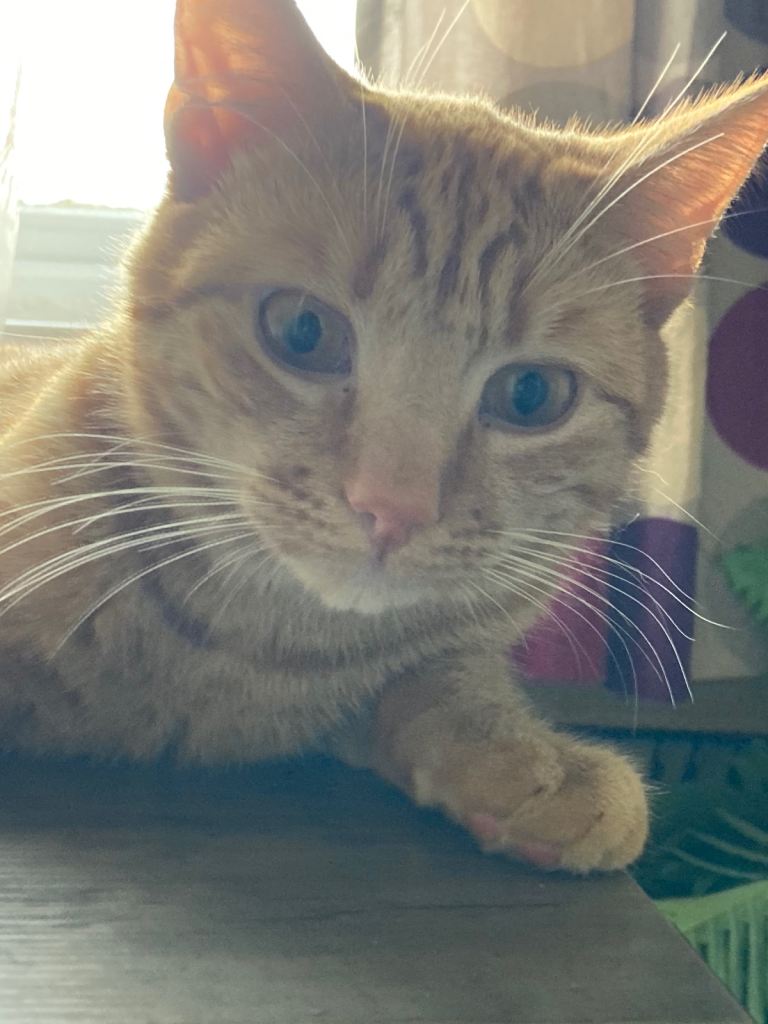 1 year old ginger male