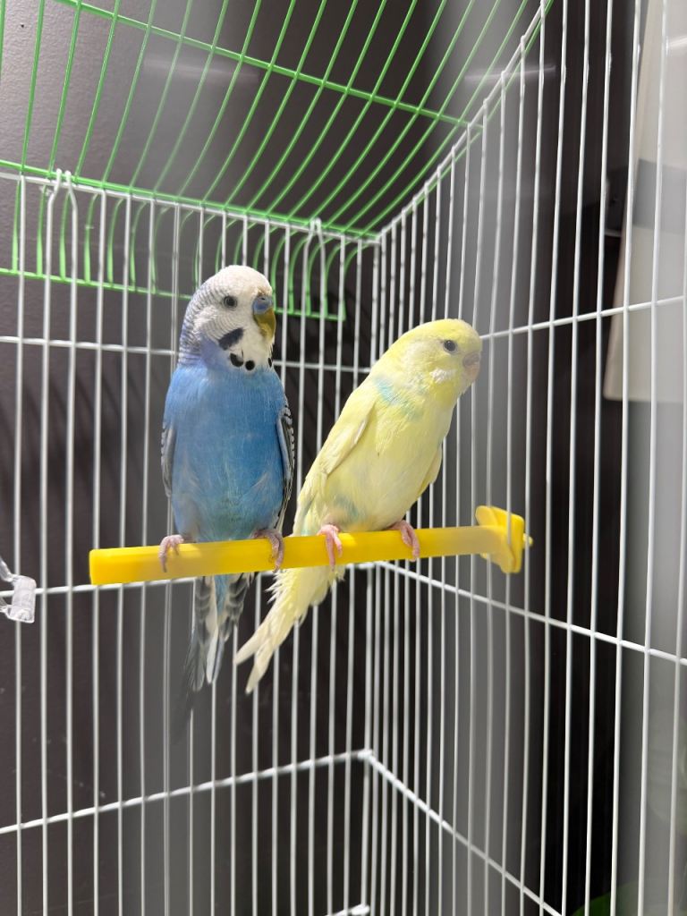 Pair of budgies with cage 