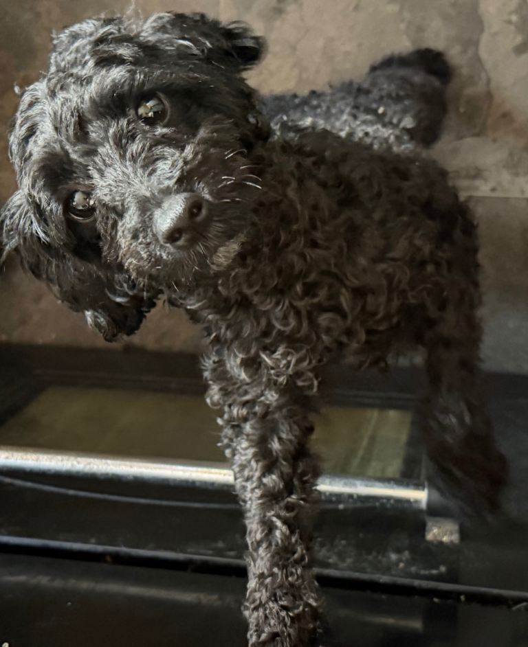 1 adult female dogs