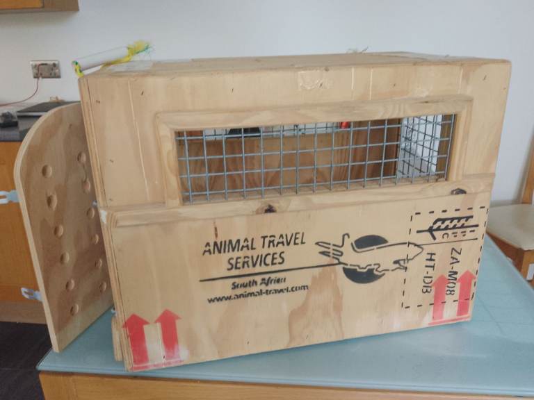 Vintage wooden animal carrier