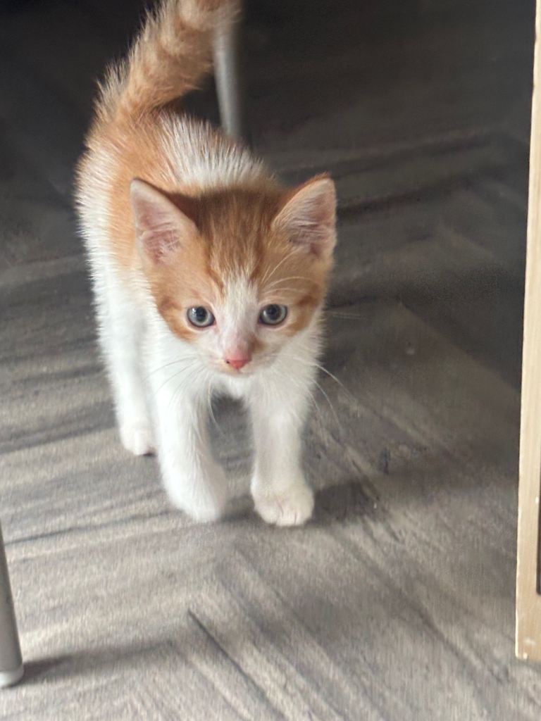 3 beautiful kittens for sale 