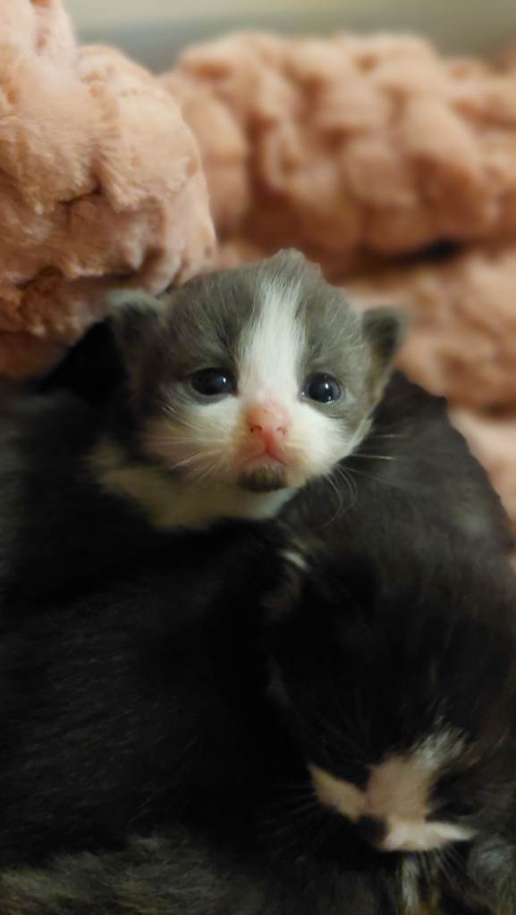 Beautiful Maine Coon x kittens