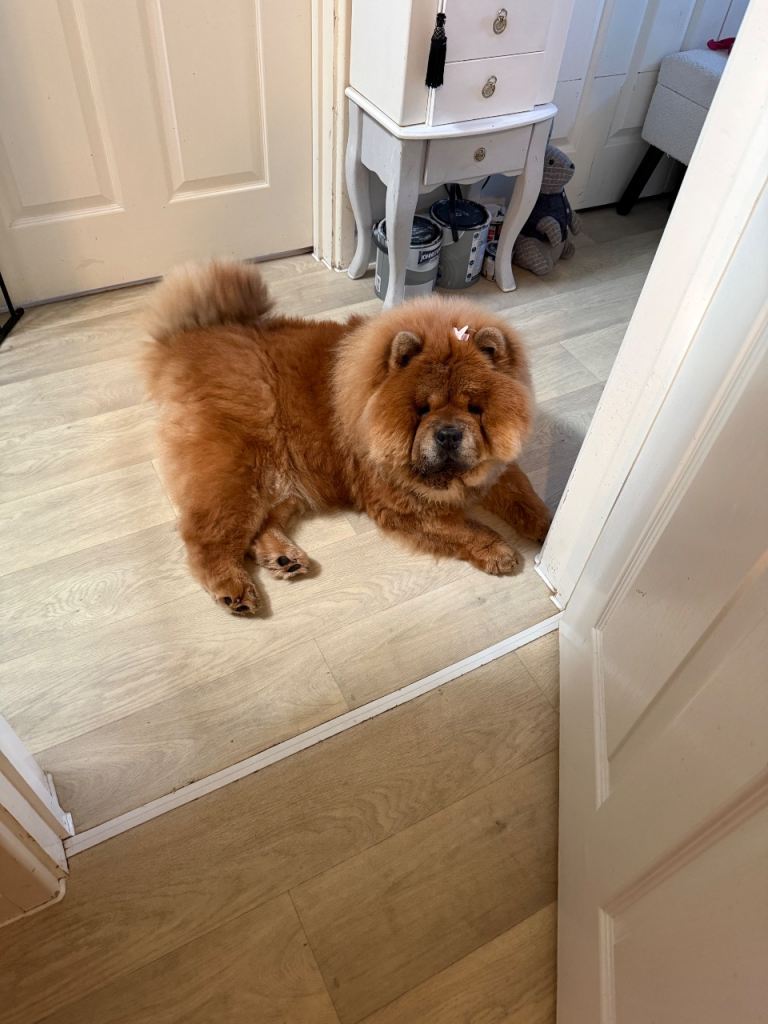 Red chow chow female teddy bear 