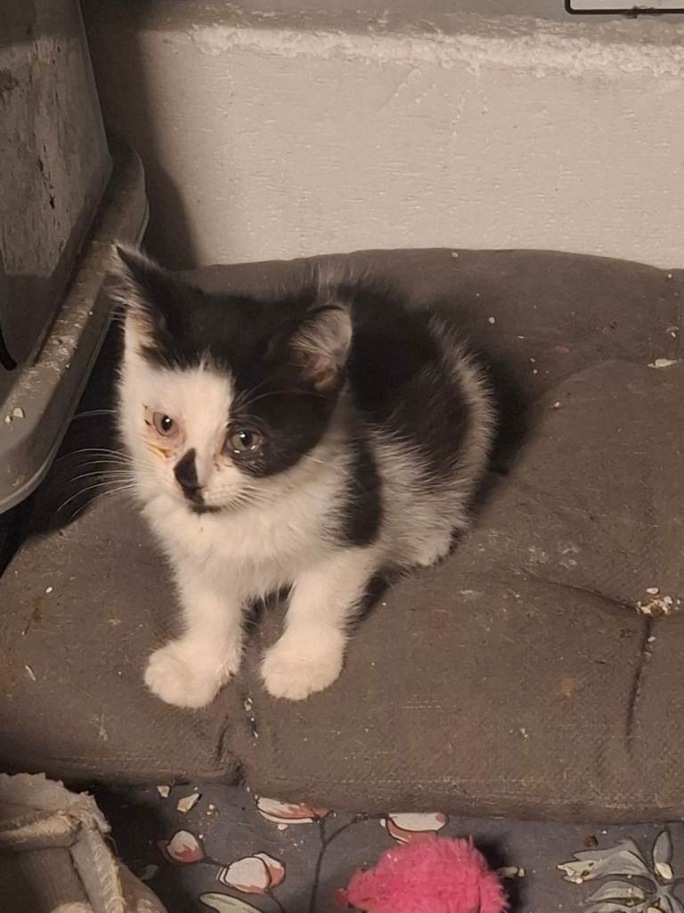 10 week old kittens 