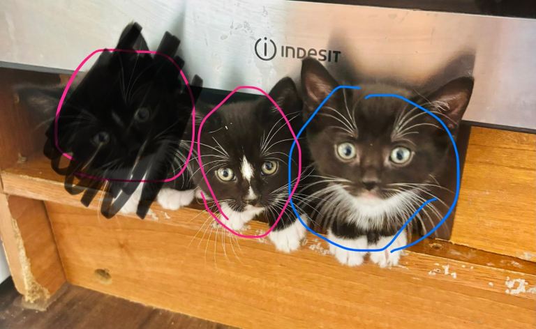 Kittens