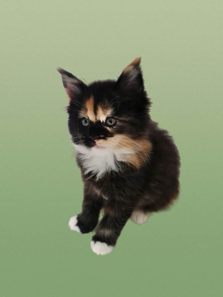 Beautiful TICA Registered Pedigree Maine Coon Kittens