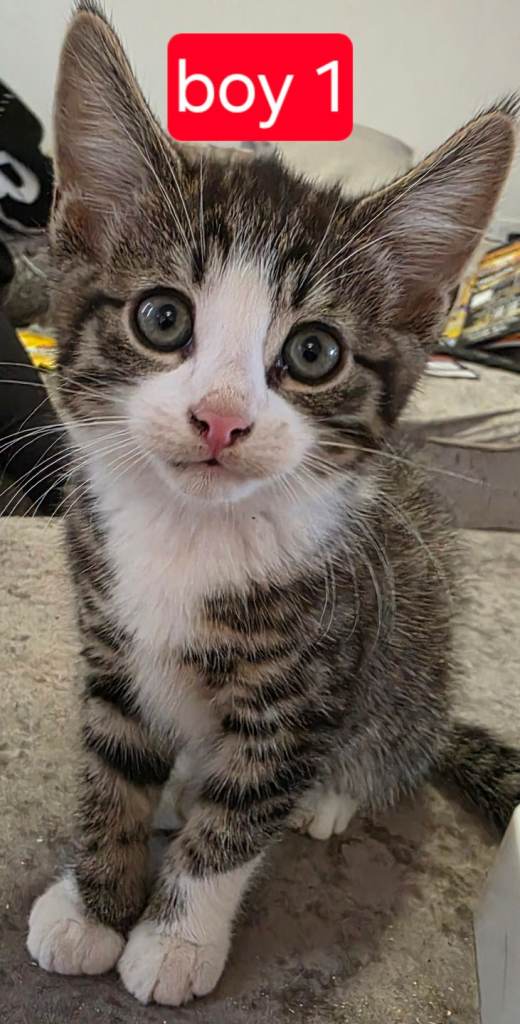 Kittens 