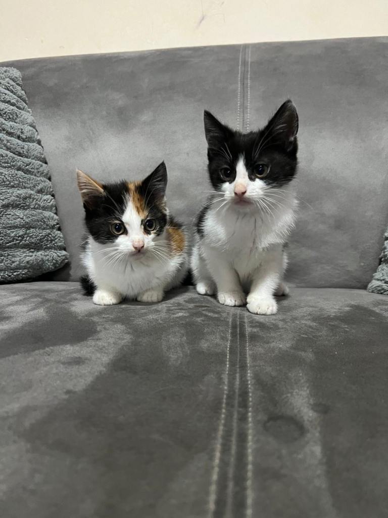 ‼️KITTENS FOR SALE‼️