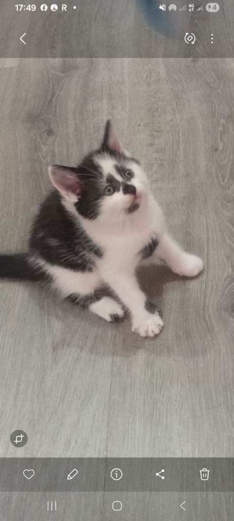 8 week old kitten