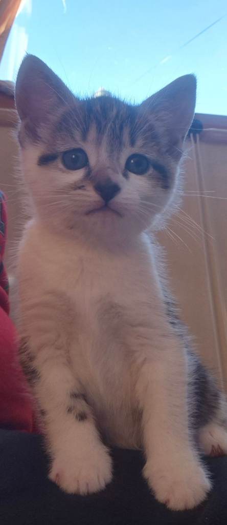 2 Beautiful Girl kittens