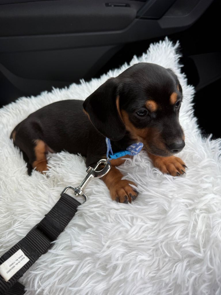 Miniature dachshund puppy