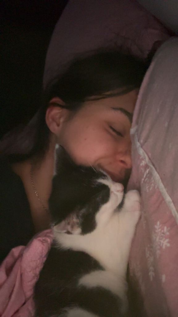 Beautiful little male kitten ready to find his forever home 