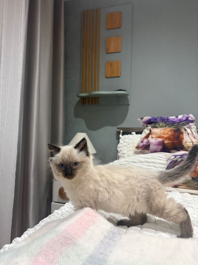 One Beautiful Male Ragdoll Kitten