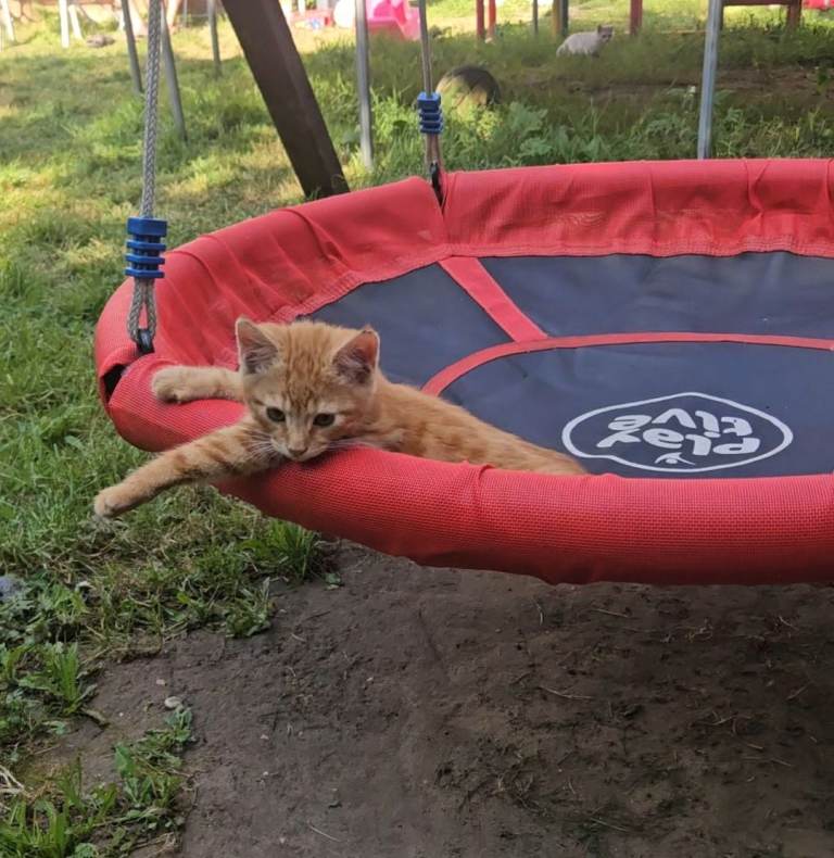 Lovely kittens looking for a home