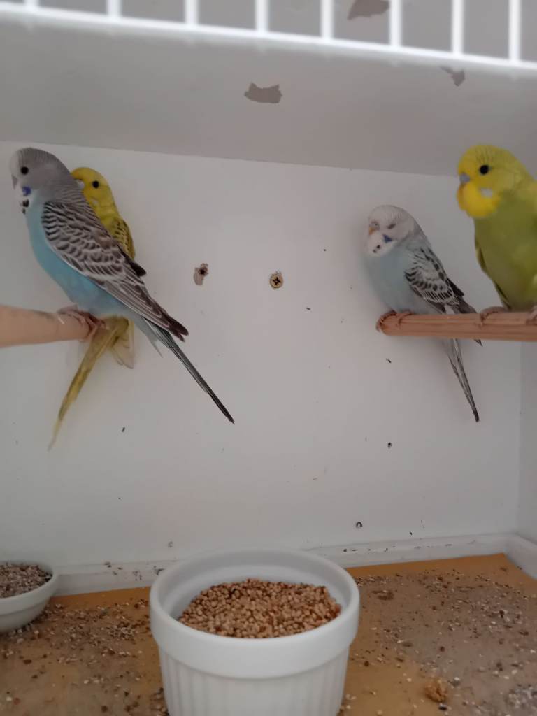 Budgerigars for sale 