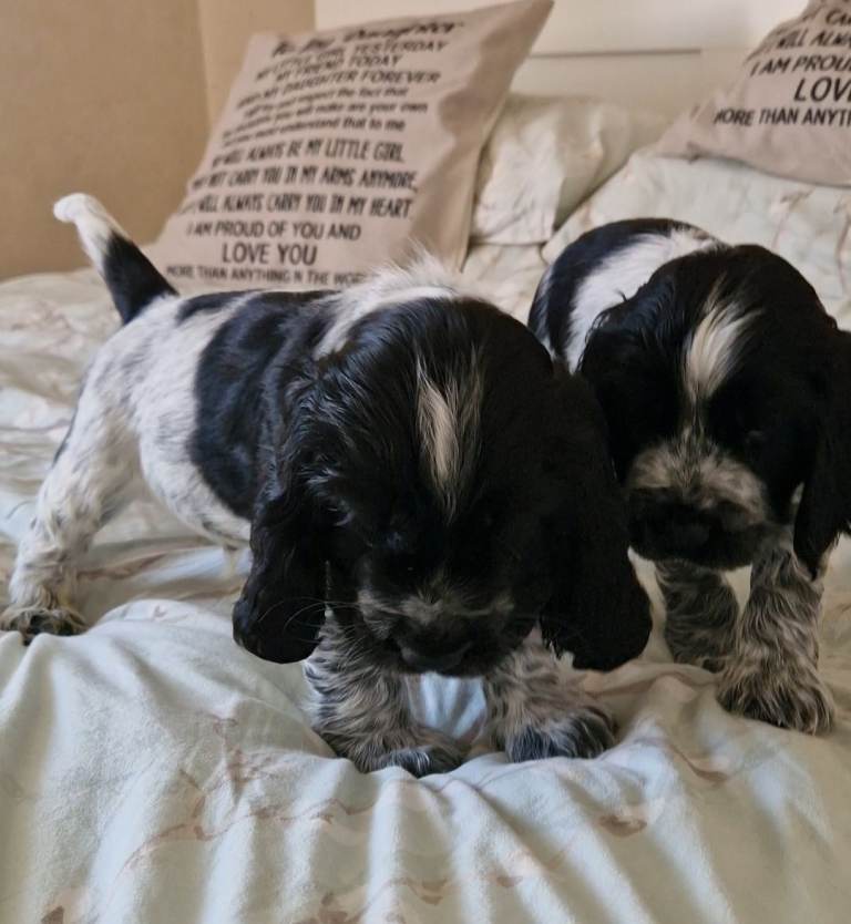 Cocker Spaniel Show Type Puppies