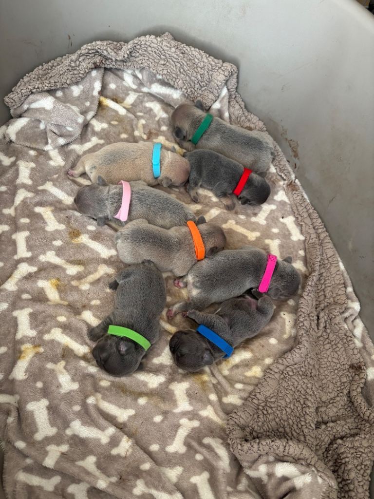 frenchie puppies for sale 
