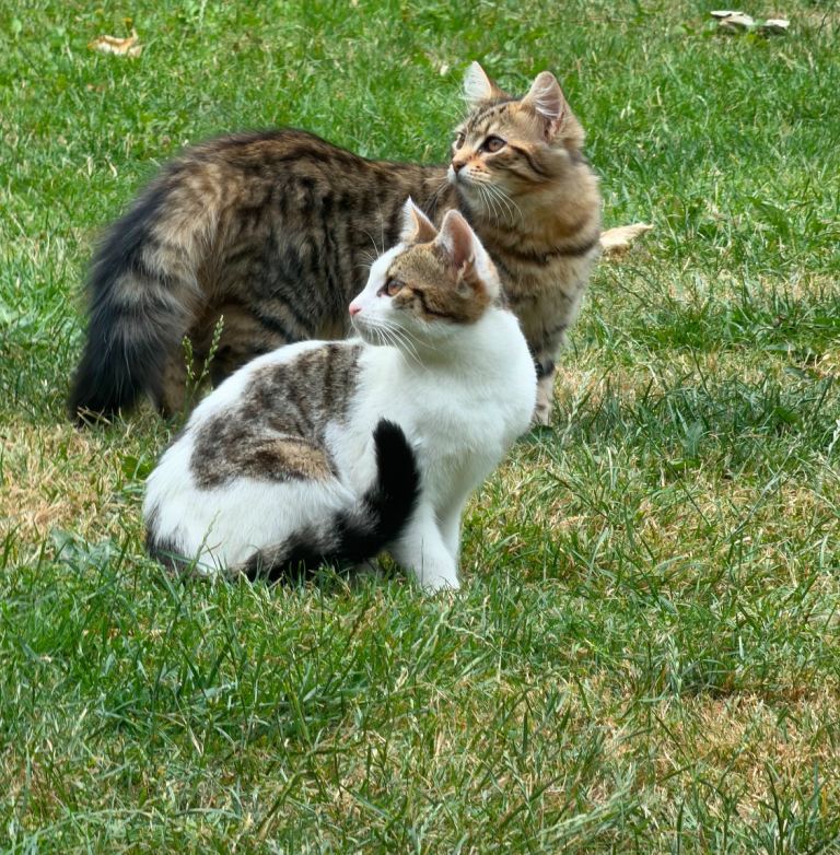 Beautiful kittens 