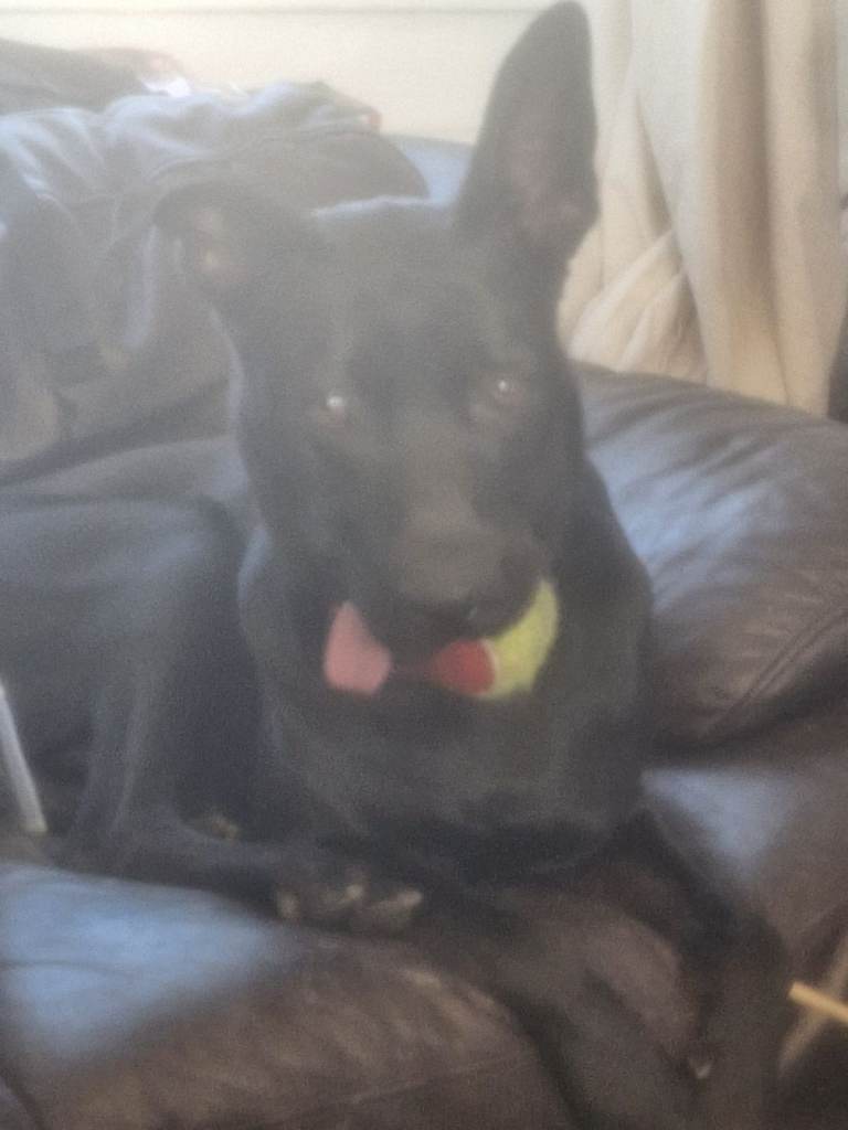 Cane corso cross