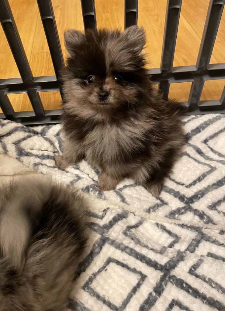 Adorable Pomeranian puppies 