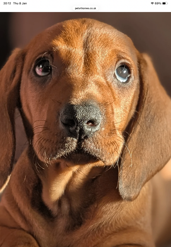 Smooth Haired Red Dachshund For sale