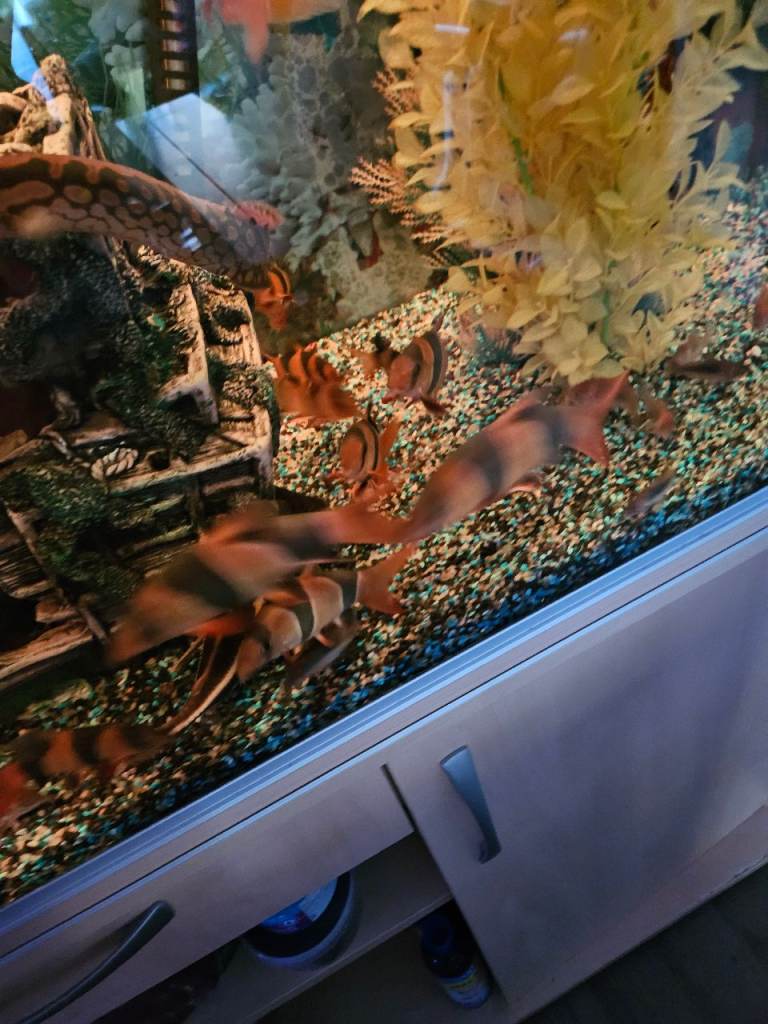 Fish and tank