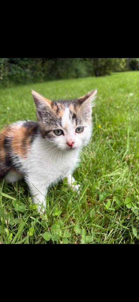 Kittens for sale