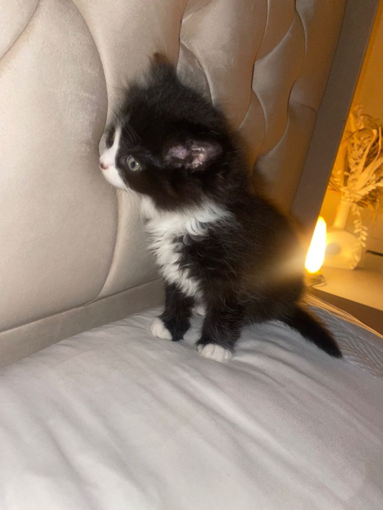 4 female kittens black - black and white 