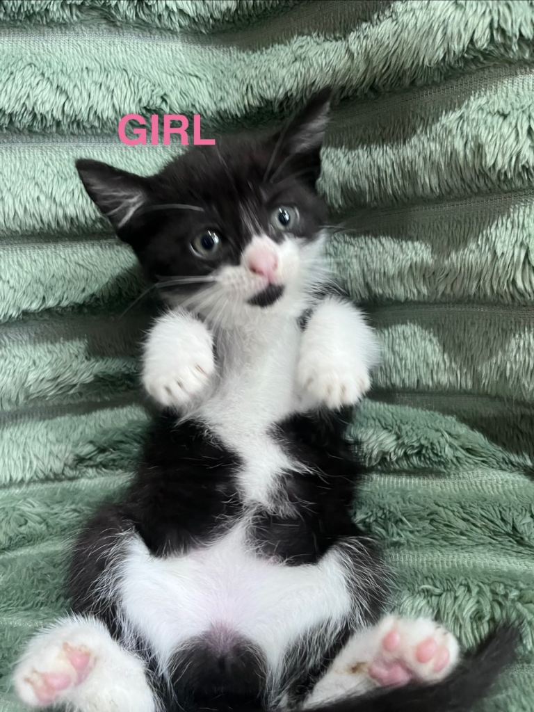 KITTENS 
