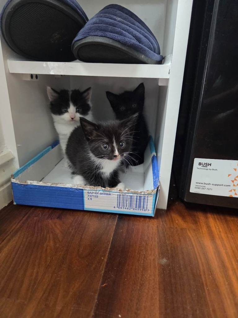 Beautiful Fluffy Long-Haired Black & White Kittens