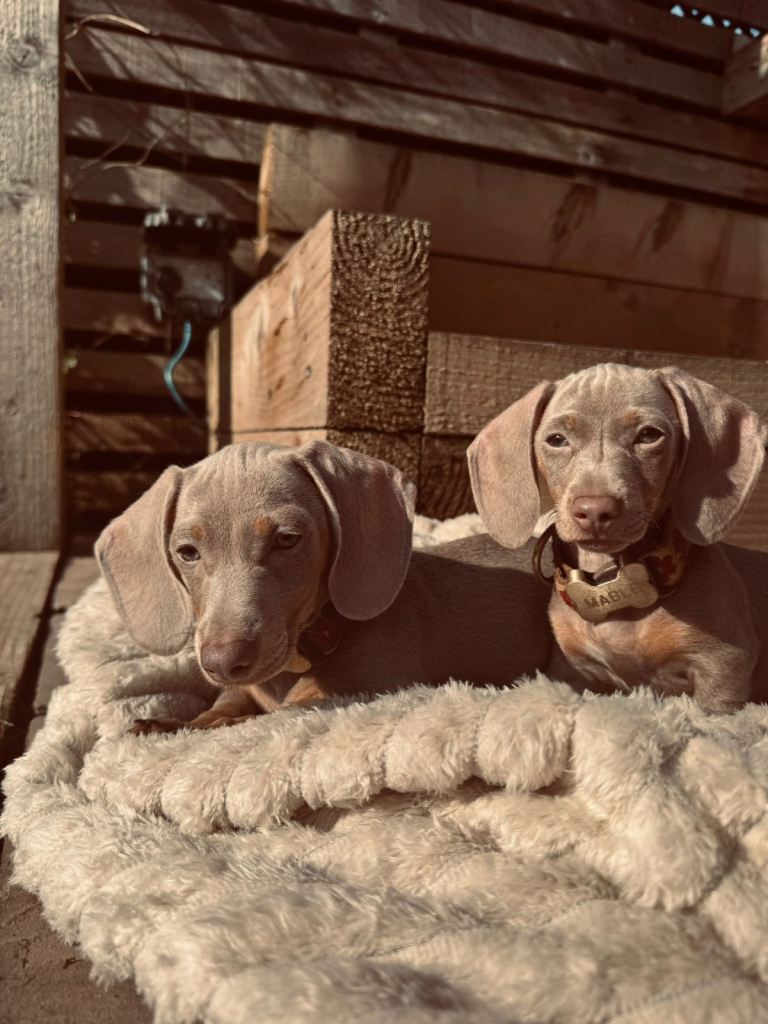 Miniature Dachshund Sisters – Raised With Children 7 months old 