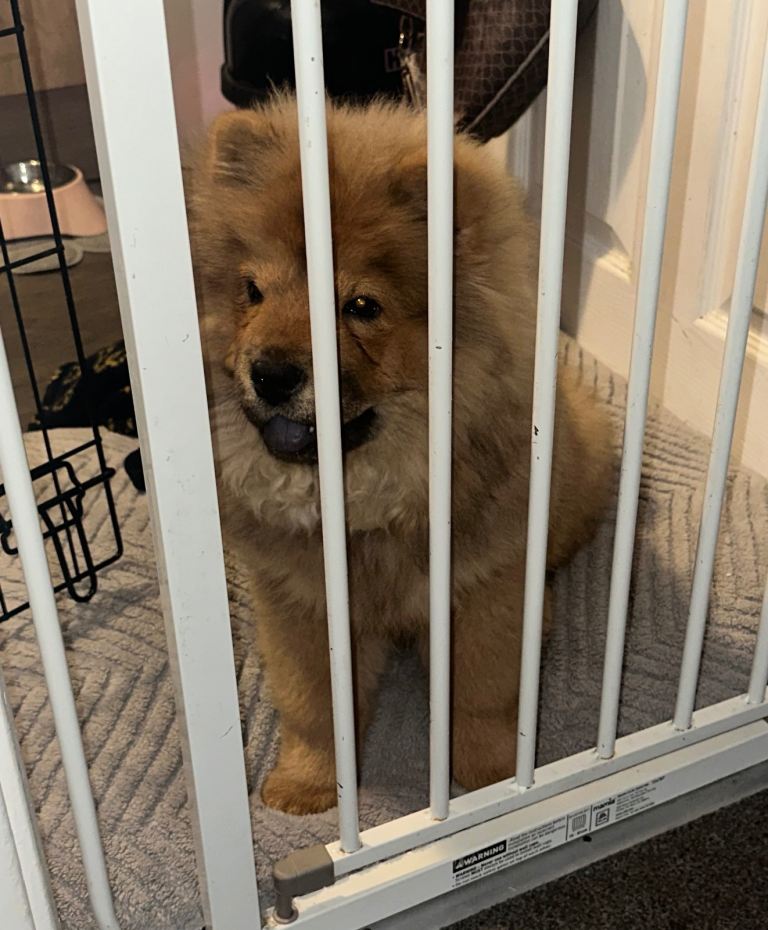 Chow chow for sale