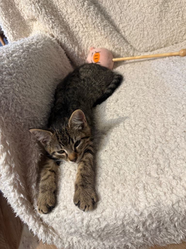 Mixed Maine Coon Boy Looking for a Loving Home in Bromley