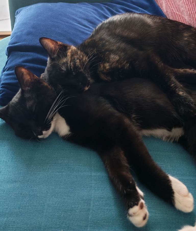 2 bonded kittens. 18 weeks old