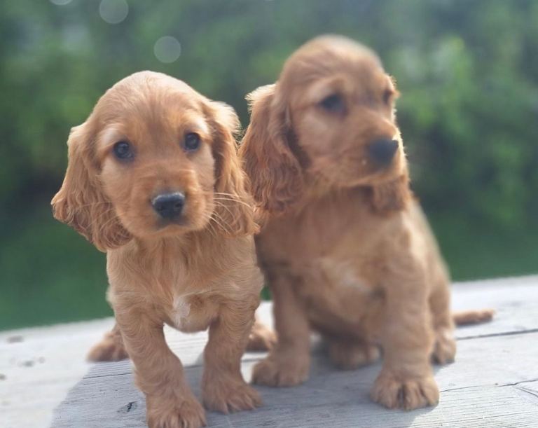 Cocker spaniel puppies 