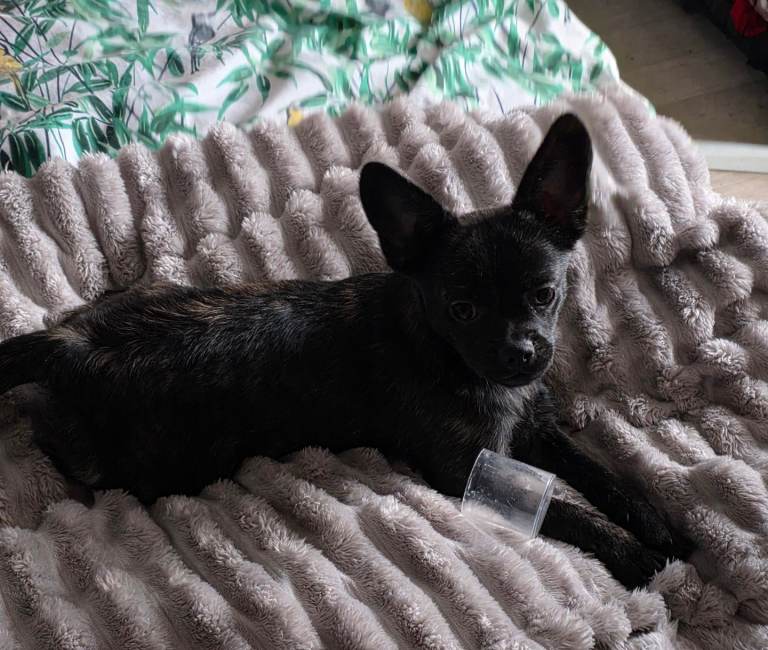 ❤️⭐️ Only One Girl Left frenchie poms  ⭐️⭐️