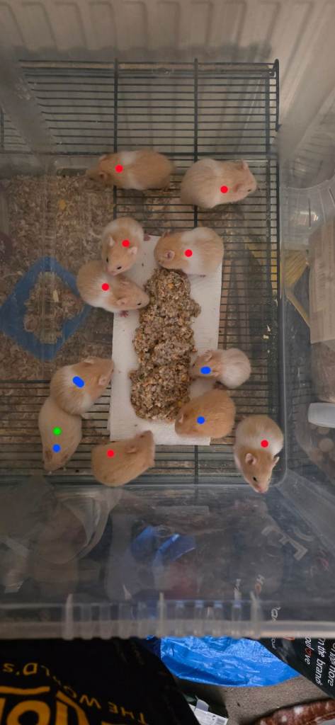 Baby hamsters ready for reserve