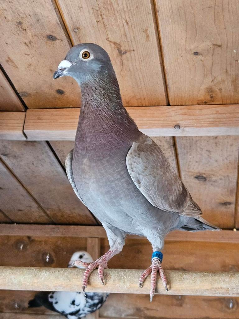 Racing pigeons 