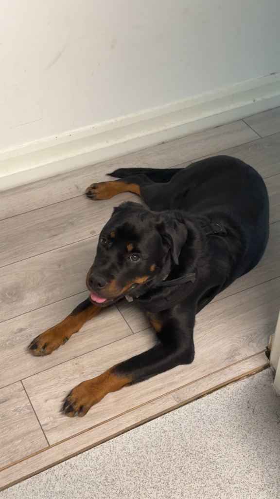 Full pedigree 11 month old girl Rottweiler 