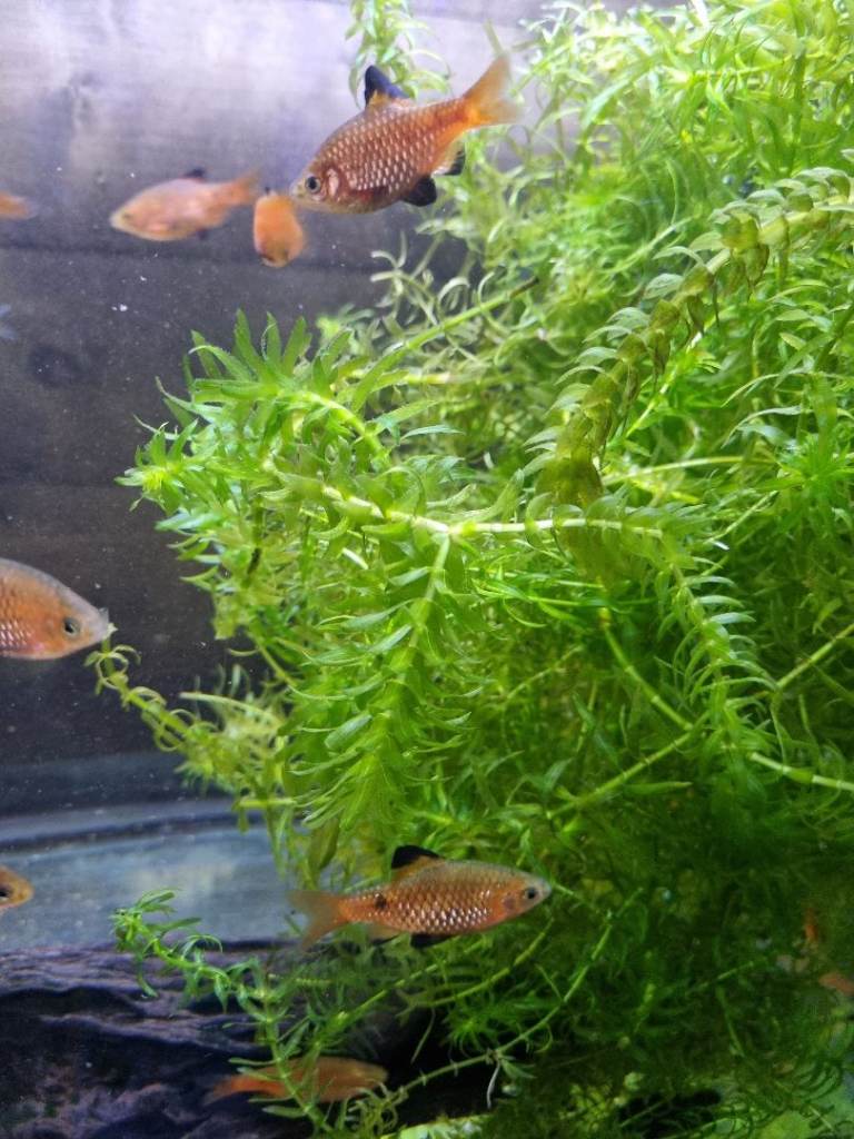 Young adult Rosy Barbs