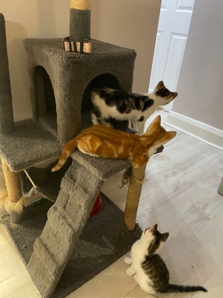 Kitten for sale