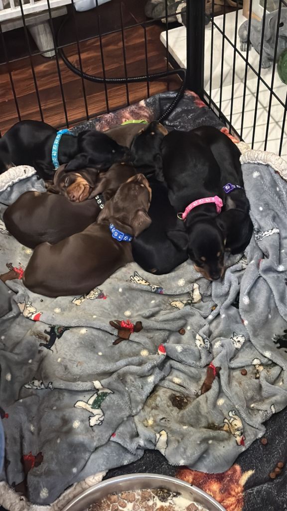 Dashound Puppies 
